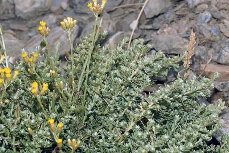 Helichrysum italicum subsp. tyrrhenicum / Perpetuini d''Italia